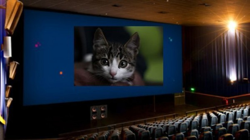 Cine respondió a usuario que denunció caída de gato en sala de Lima