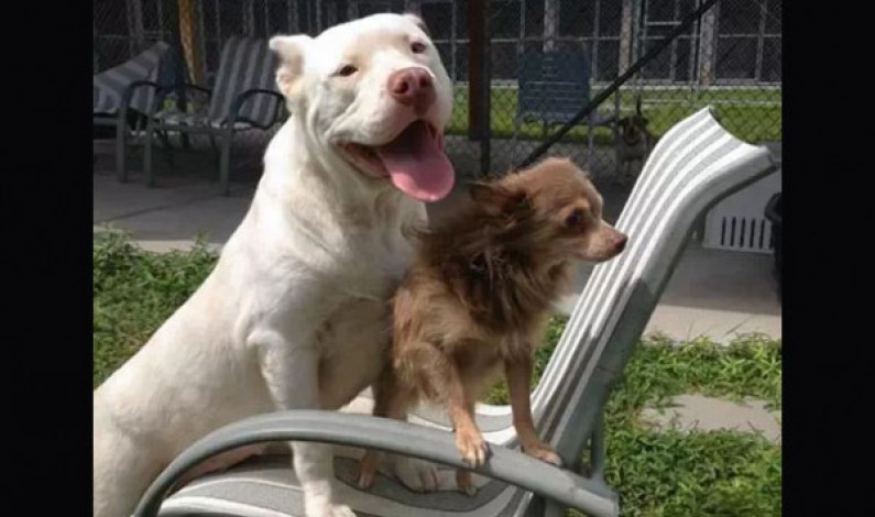 Conoce la historia de como un Pitbull salva la vida de su mejor amigo, un perro chihuahua