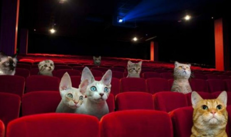 FOTOS: Divertidos memes del gato que cayó en cine de Jirón de la Unión
