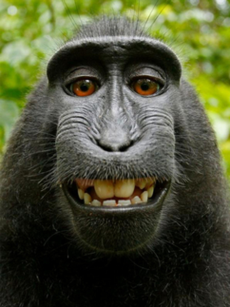 ‘Selfie’ de un mono causa polémica