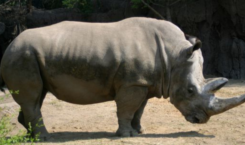 El rinoceronte que odiaba el anís