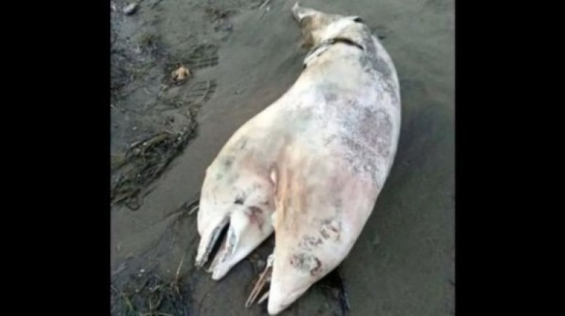 Encuentran un delfín de dos cabezas en una playa turca