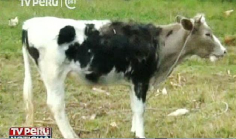 Una mujer roba una vaca en Cajamarca, y la pinta para que sus dueños no la reconozcan