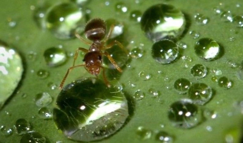 La hormiga: una solución para el calentamiento global