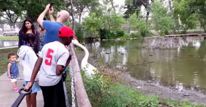 VIDEO: Se toma selfie con un cisne y termina picoteado