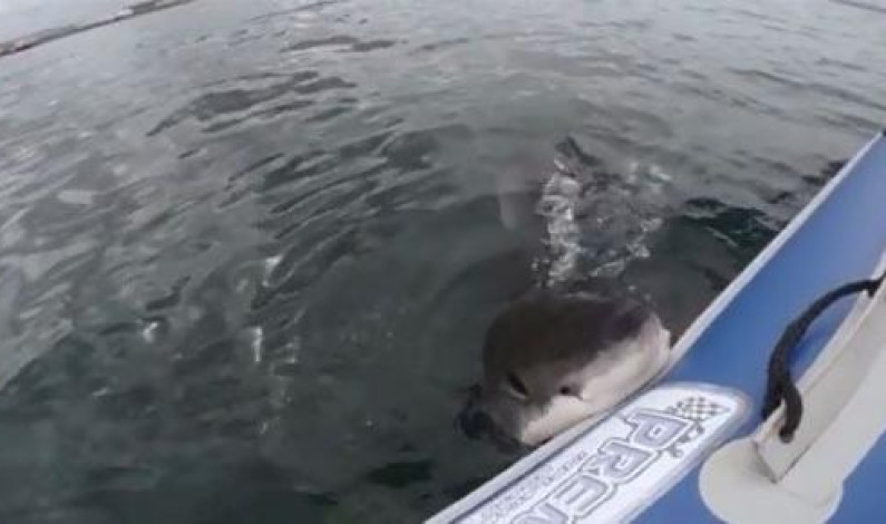 VIDEO: Enorme tiburón blanco ataca un bote frente a las costas de Estados Unidos
