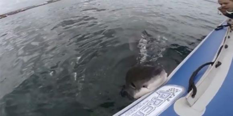 VIDEO: Enorme tiburón blanco ataca un bote frente a las costas de Estados Unidos