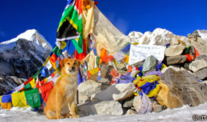 Un animal, que fue abandonado de cachorro y rescatado de un vertedero en India, se convirtió en lo que se piensa es el primer perro en subir hacia la cumbre más alta del mundo.