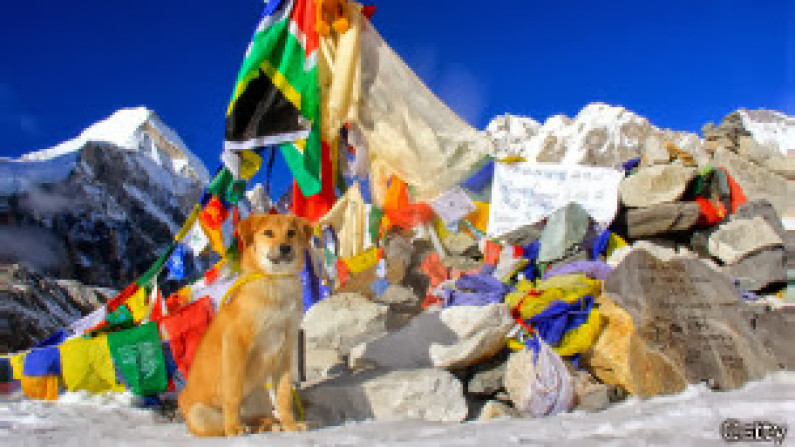 Un animal, que fue abandonado de cachorro y rescatado de un vertedero en India, se convirtió en lo que se piensa es el primer perro en subir hacia la cumbre más alta del mundo.