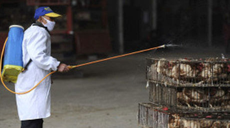 China : Sigue Elevandores a 13 los muertos por Gripe Aviar