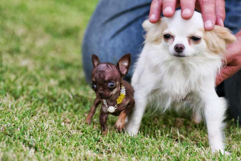 El perro más pequeño del mundo se encuentra en Puerto Rico