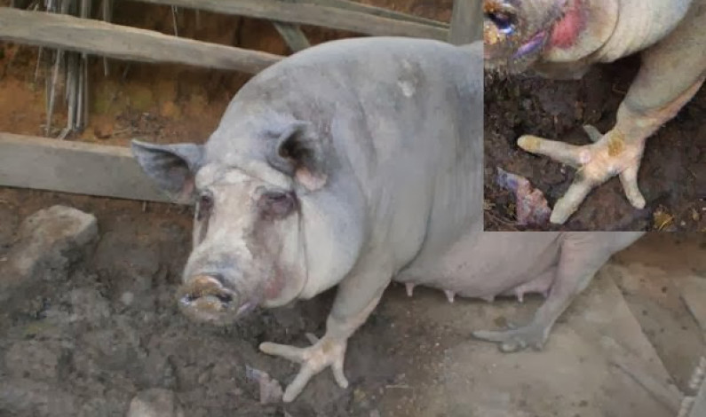 Cerdos con patas de ave sorprenden a miles en Brasil