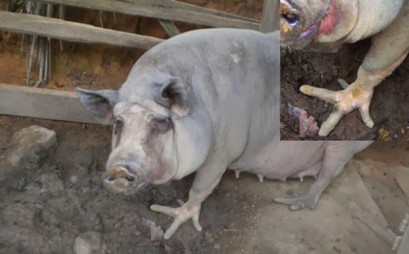 Cerdos con patas de ave sorprenden a miles en Brasil