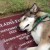 Vídeo: La Fidelidad de un perro lobo que no se aleja de la tumba de su dueña 