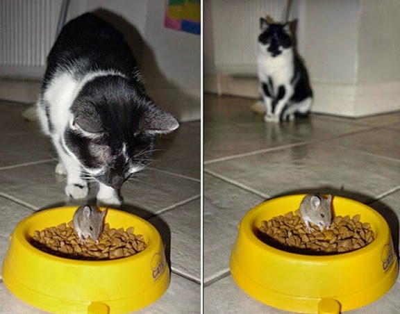 Gato y pericote que comen en mismo plato causa sensación