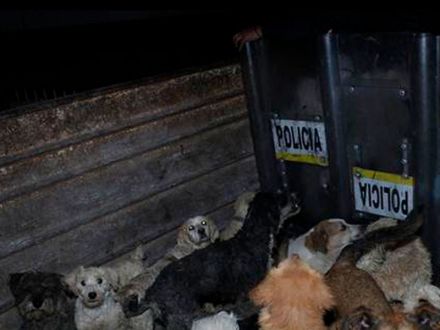 Critican a Laura Bozzo por ordenar cierre de un albergue de animales en México