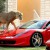 Grandes felinos en casa, nueva moda entre los ricos de los Emiratos Árabes