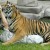 Tigre mordió en el cuello a su entrenador en zoológico