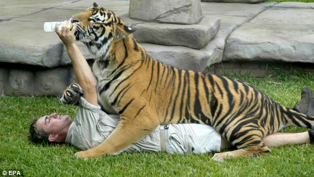 Tigre mordió en el cuello a su entrenador en zoológico