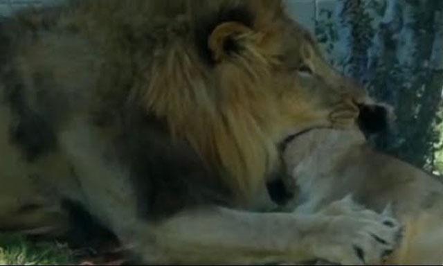 León mata a leona frente a visitantes de zoológico