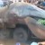 New Video: Un gigante monstruo marino causa furor en Vietnam