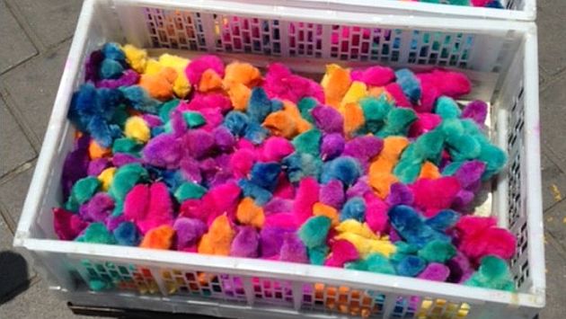 Denuncian que pollitos teñidos de colores son vendidos en Trujillo