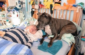 perro cuida a niño en coma