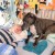 perro cuida a niño en coma