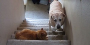 Gatos-vs-perros