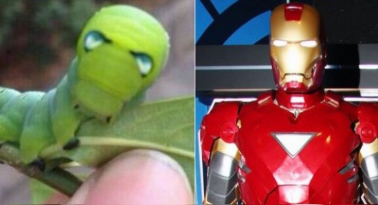 Insólito: Oruga sorprende con su parecido a Iron Man