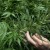 Uruguay aprueba legalización de producción y venta de marihuana