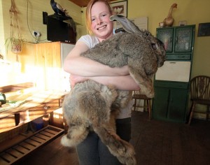 El conejo más gordo del mundo