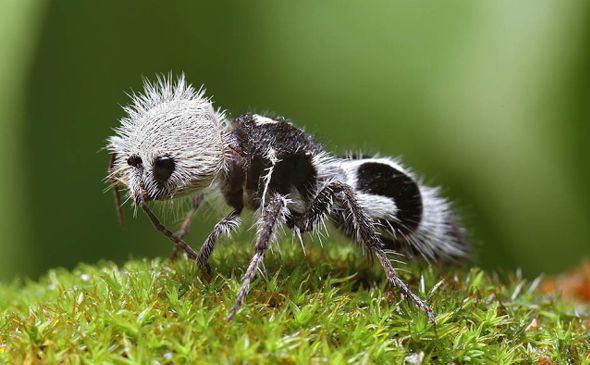 Conoce a las extraordinarias hormiga panda
