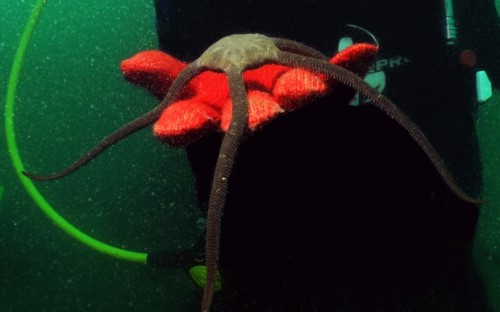 Descubren en el Perú sorprendente especie similar a la estrella marina
