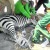 Cebra casi muere tras escapar de zoológico municipal