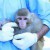 Irán asegura que recuperó ileso a mono que lanzó al espacio