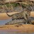 Video del ataque de un jaguar a un caimán se convierte en viral