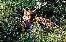India: Tigre devoró a tres personas y lo buscan para matarlo