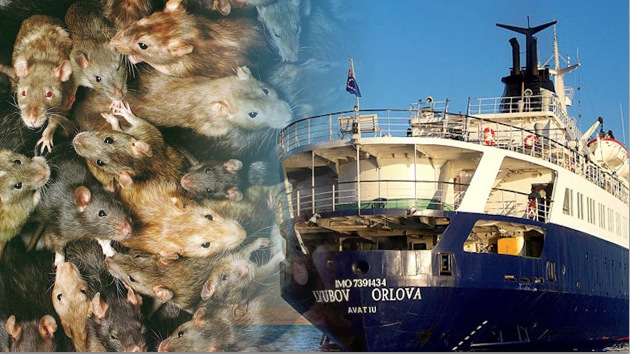 Un ‘barco fantasma’ lleva a las costas del Reino Unido hordas de ratas carnívoras