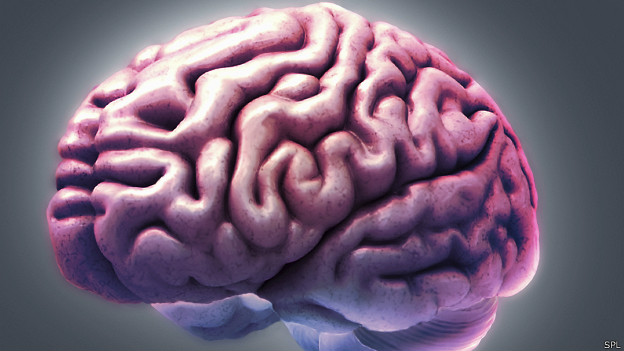Identifican parte del cerebro que nos hace humanos