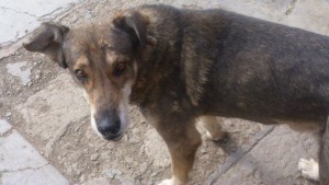 Perro llora y espera a su amo fallecido hace cinco años en Bolivia
