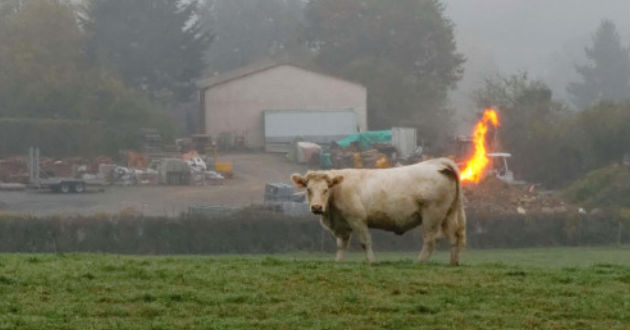¡Insólito! Gases intestinales de vacas provocan explosión en una granja alemana
