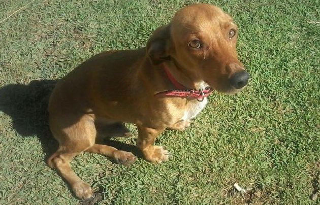 Brasil:Perro recibe mordida de una cobra por defender a su dueño