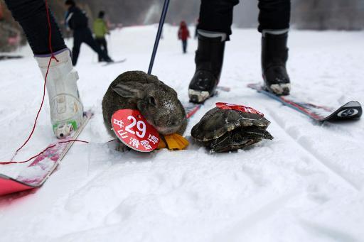 Una tortuga vence a un conejo en una carrera de esquí en China