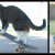 VIDEO: Conozca a Didga, el gato que monta en patineta mejor que muchos humanos