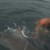 VIDEO: Mira como esta persona escapa por poco del ataque de un tiburon