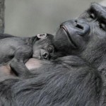Conmovedoras imágenes de un bebé gorila jugando con su madre