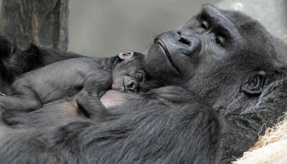 Conmovedoras imágenes de un bebé gorila jugando con su madre