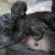 Chicago: Conmovedoras imágenes de un bebé gorila jugando con su madre (FOTOS)