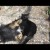 Gato paraliza a perro con una espectacular llave de judo (VIDEO)